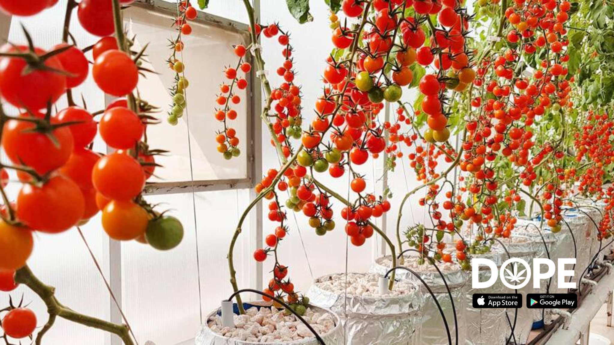 An indoor setup for growing cherry cookies plants with optimal lighting.