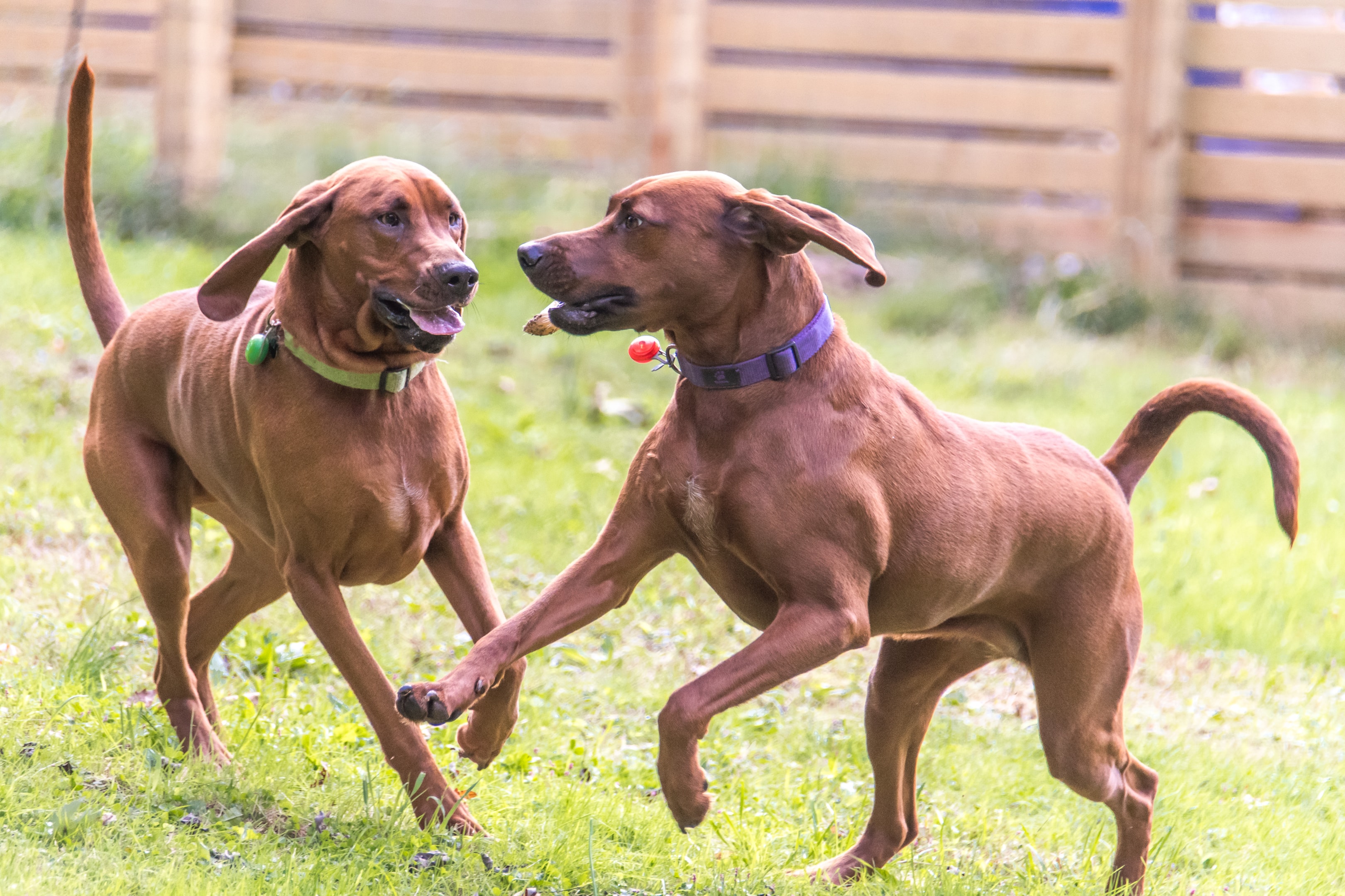 Two Redbone Coonhounds playing in a fenced in backyard