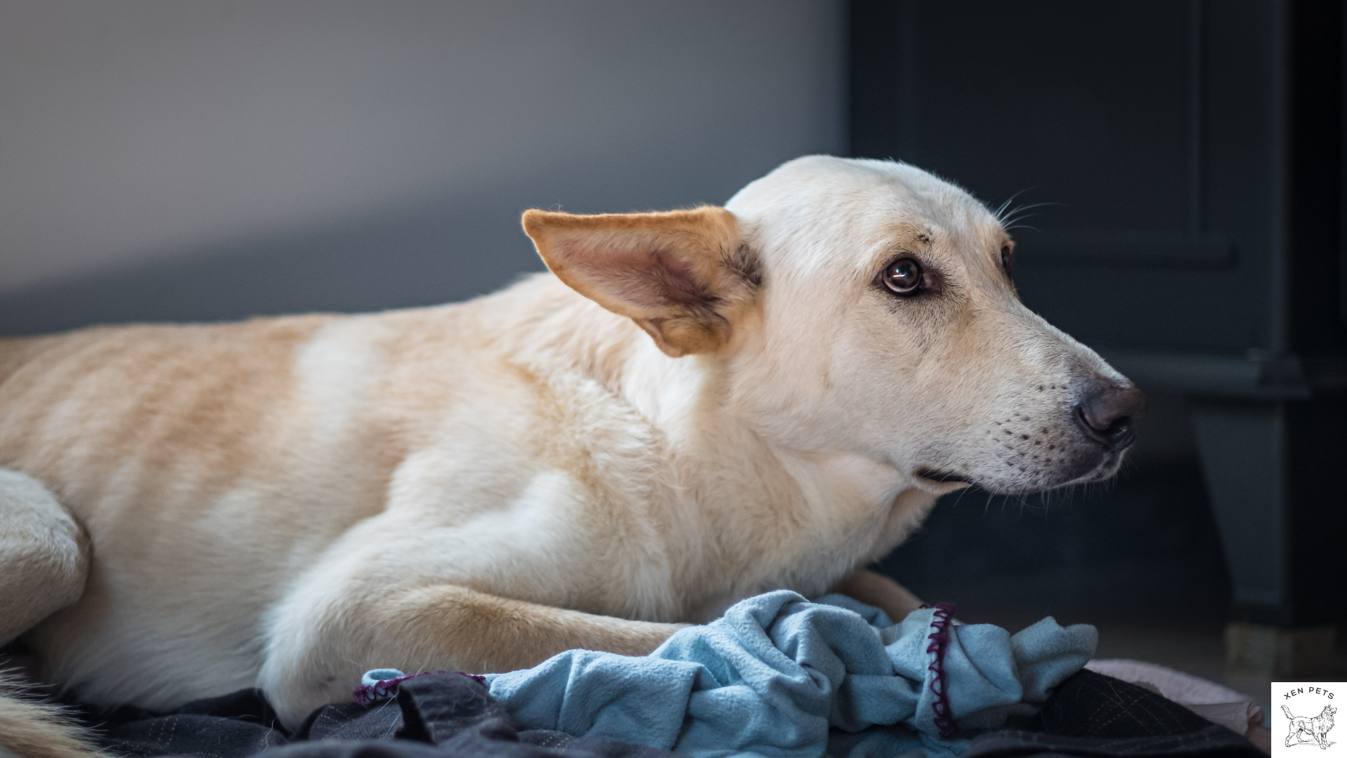 scared white dog with their ears pinned back