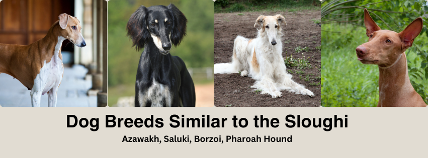 A photo collage of dog breeds similar to the Sloughi
