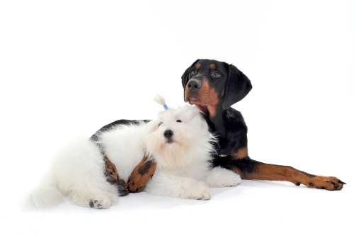 A Transylvanian Hound laying next to and cuddling with another dog