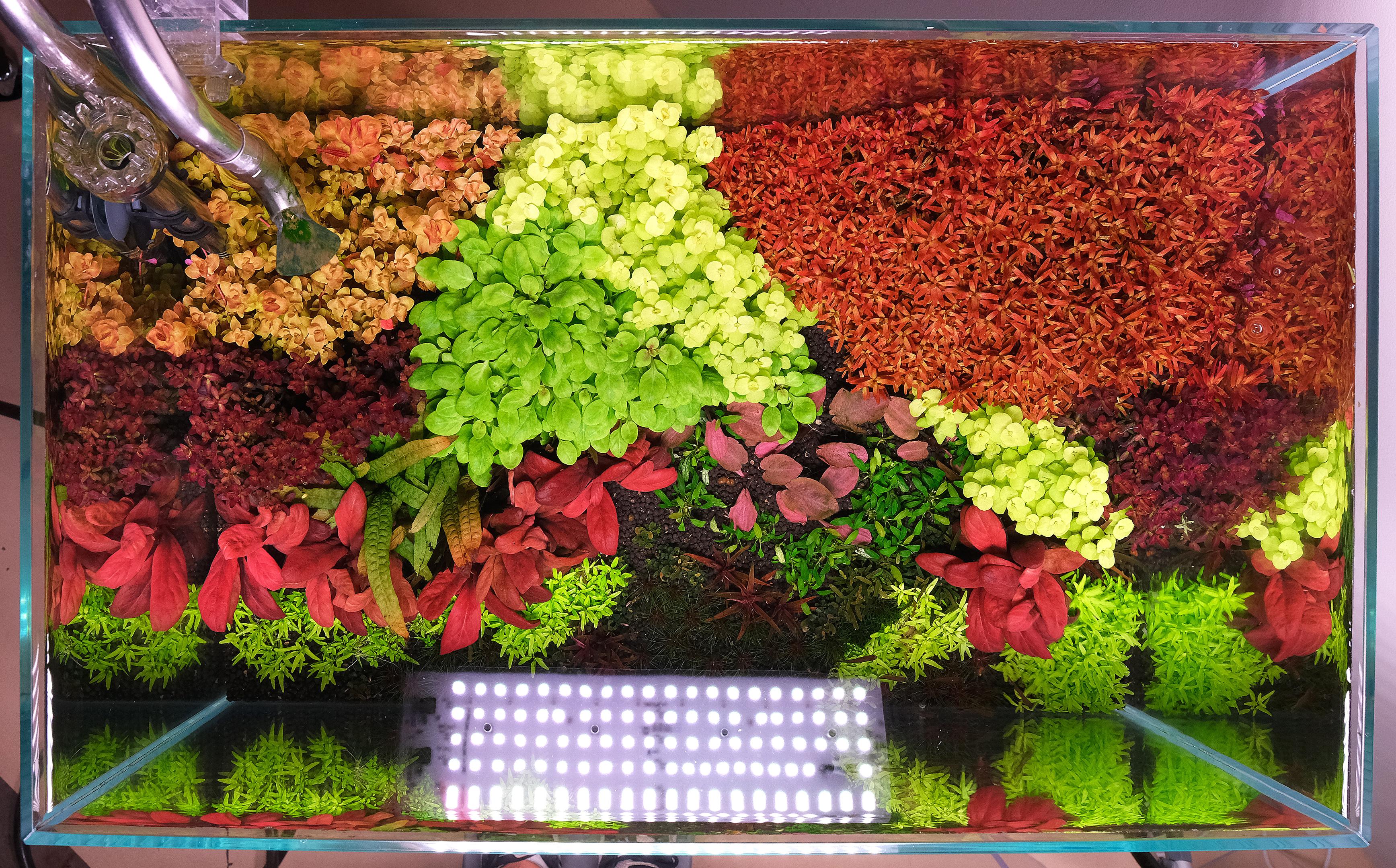 Top view of a colorful Dutch Style aquarium.
