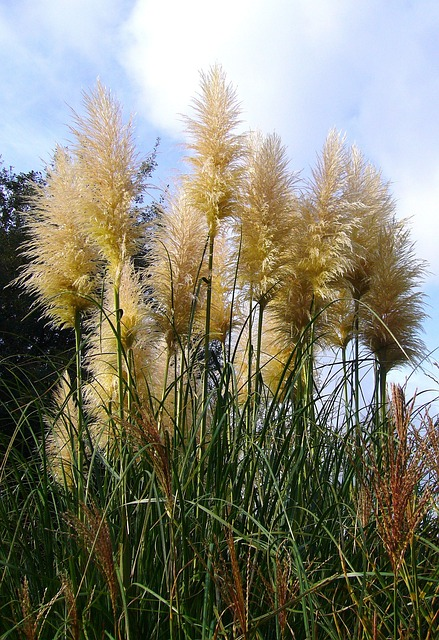 grass, pampas grass, pampas