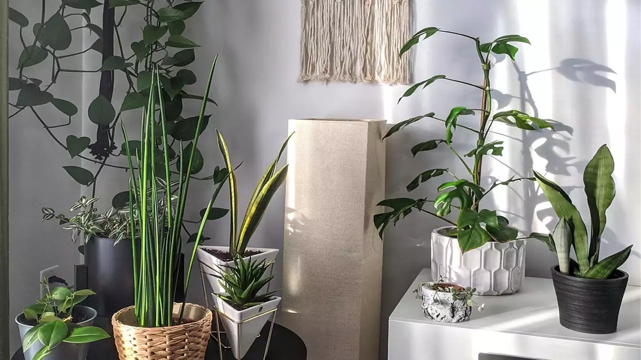 How to Care for Mood-Boosting Houseplants