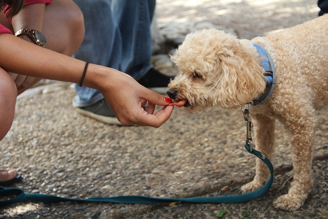 dog eating, treat, dog