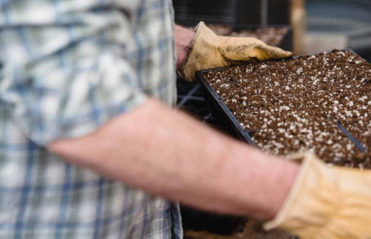 how to plant plumeria seeds