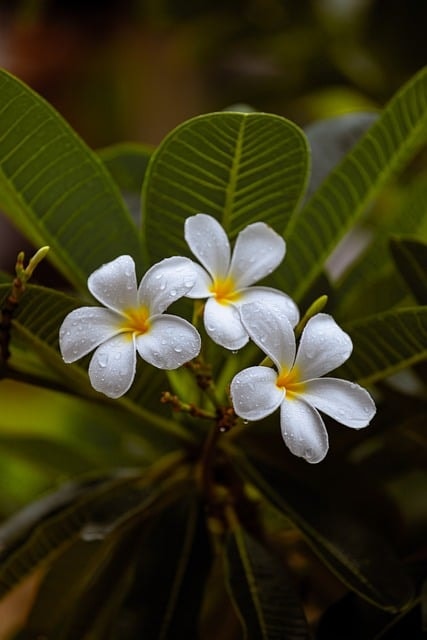 flower, frangipani, flower wallpaper, plant, dew, raindrops, petals, bloom, spring, garden, flower background, close up, nature, beautiful flowers, flower, flower, flower, flower, flower