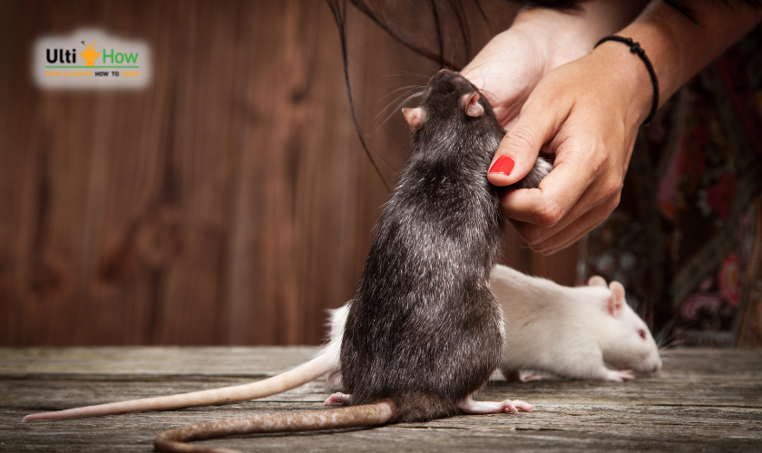 Provide Love and Care For Your Rat in a post about How To Care For A Pet Rat?