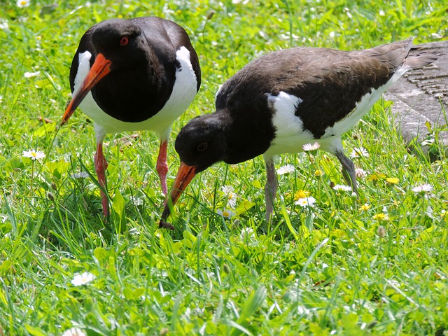 Black Oystercatcher, birds begining with B