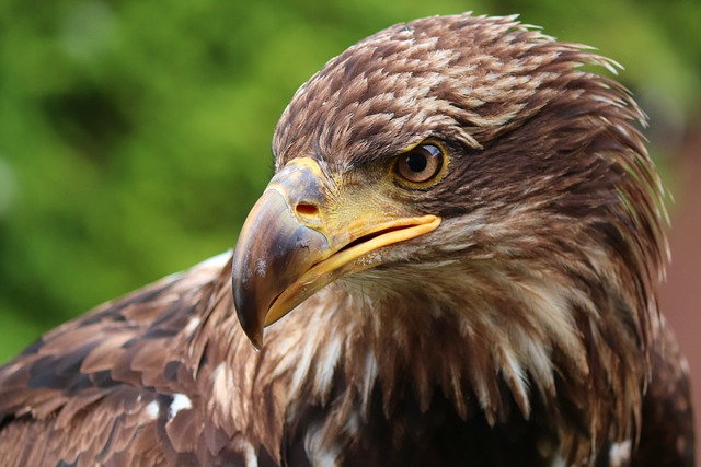 golden eagle, eagle head, raptor