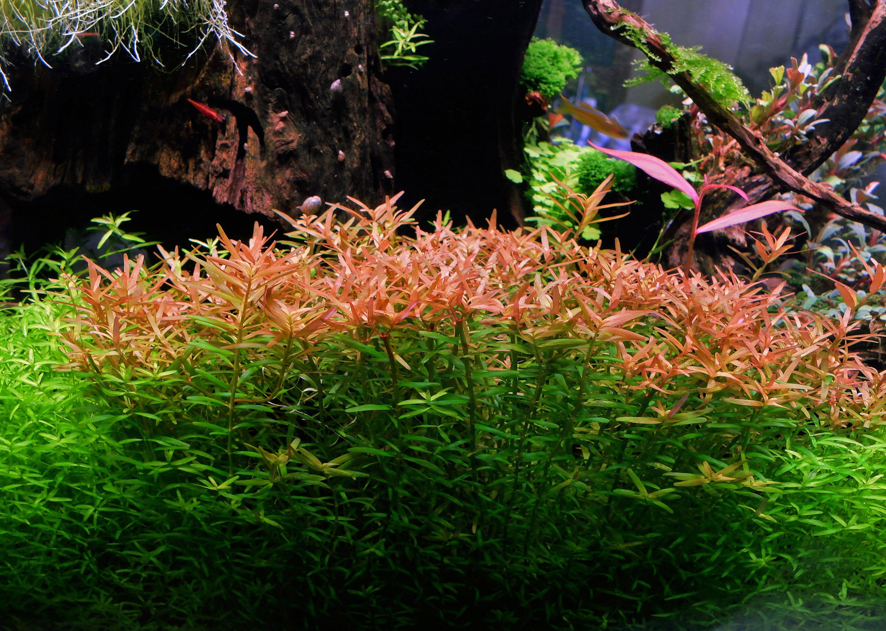 Rotala rotundifolia nitrate limitation