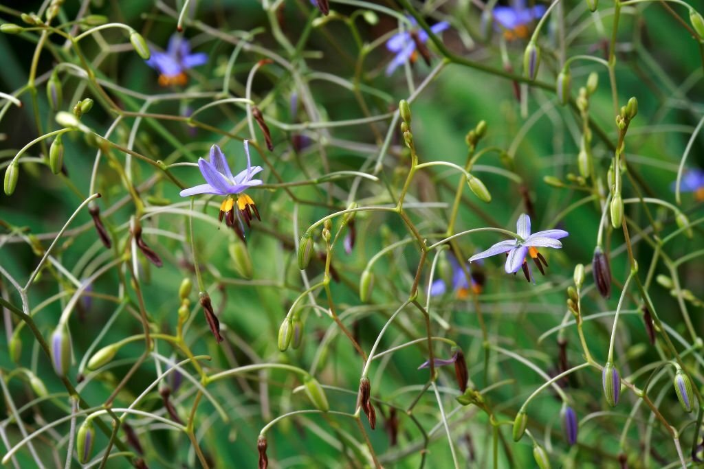 Dianella