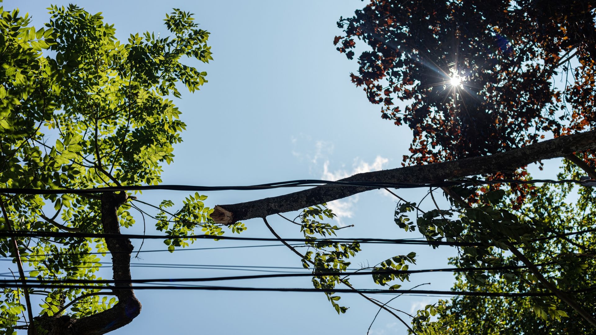 An example of tree trimming to prevent the tree from hitting power lines. 