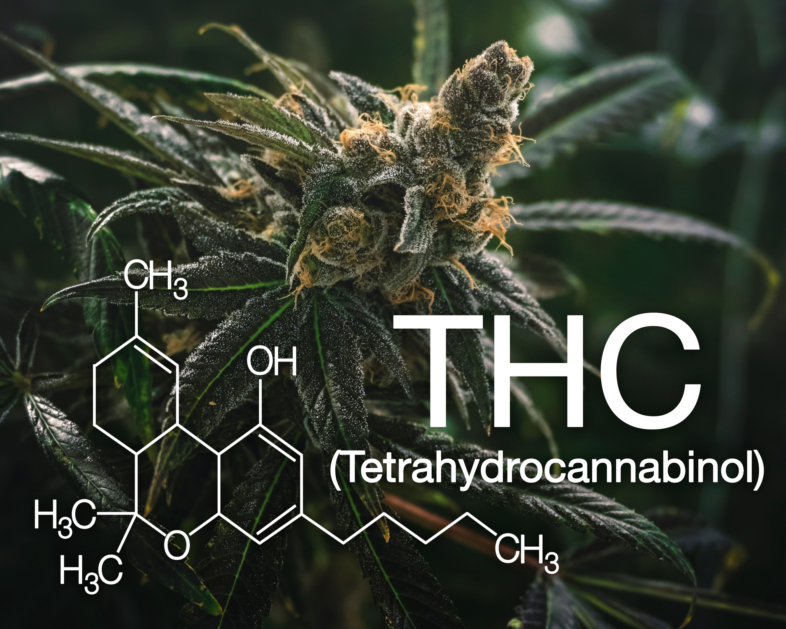 Delta 9 THC is the famous psychoactive compound found in marijuana. Delta 9 is in our gummies, so long as the Delta 9 content doesn't exceed 0.3%.