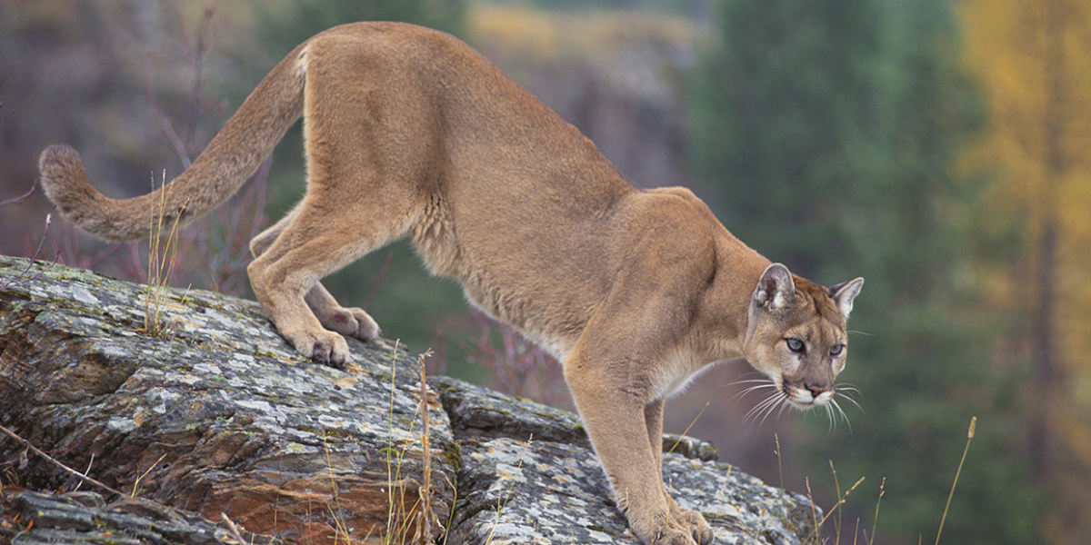 Mountain lions, large cats