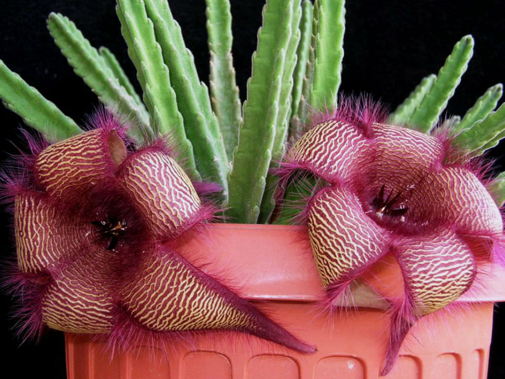 starfish flower, growing starfish cactus