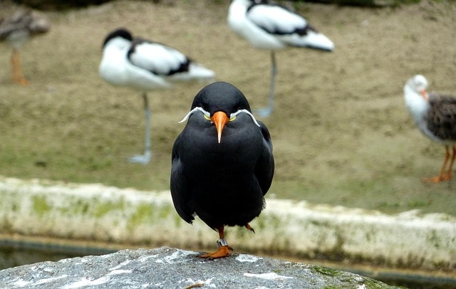 zoo, zoo, bird, wasservogel