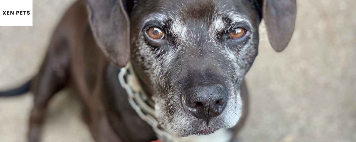 Old dog staring into the camera