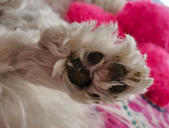 Close up of a dog's paw