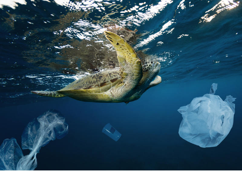 an illustration of a Damage to Marine Ecosystems.