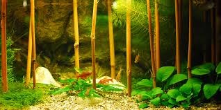 Asian biotope aquarium