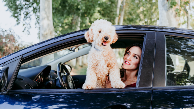 b996baf0 0a0f 4522 bed2 47f6ccd6554e Dog Peed in Car: How To Deal with Unfortunate Accidents