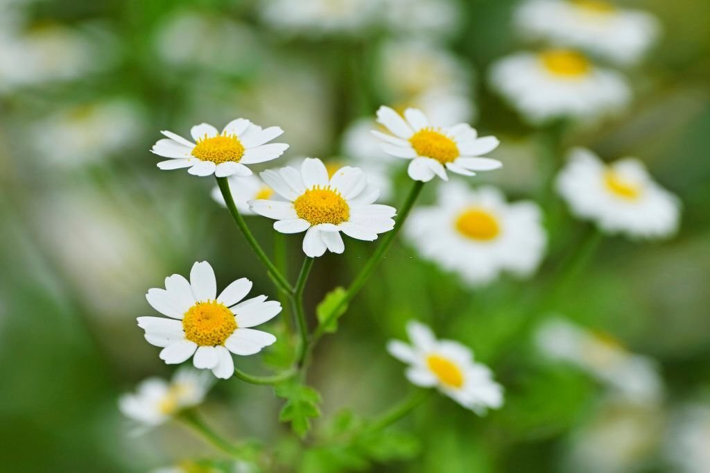 Feverfew Flower