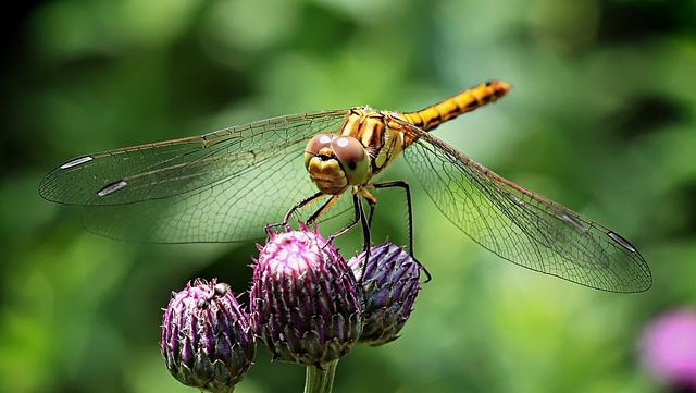 dragonfly, insect, compound eyes