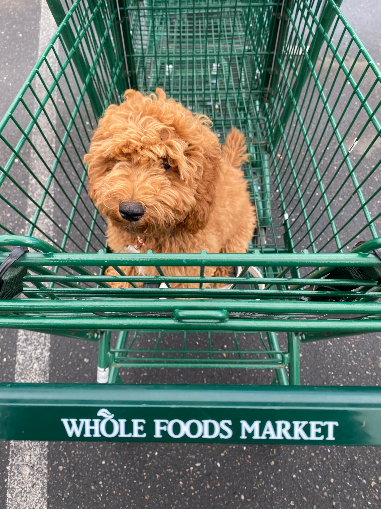 Showing a dog in the outdoor area shopping cart of Whole Foods. 