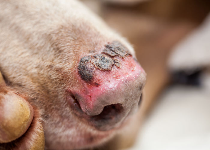 Sunburn damages dog's nose