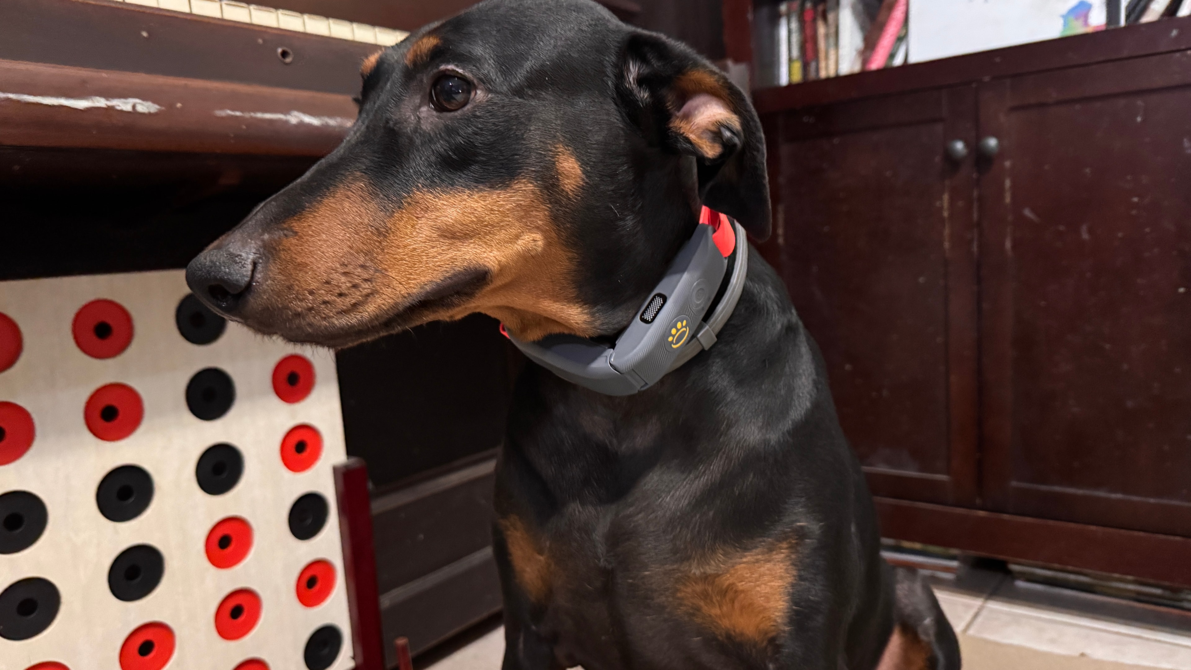 dog leaves and safely roam