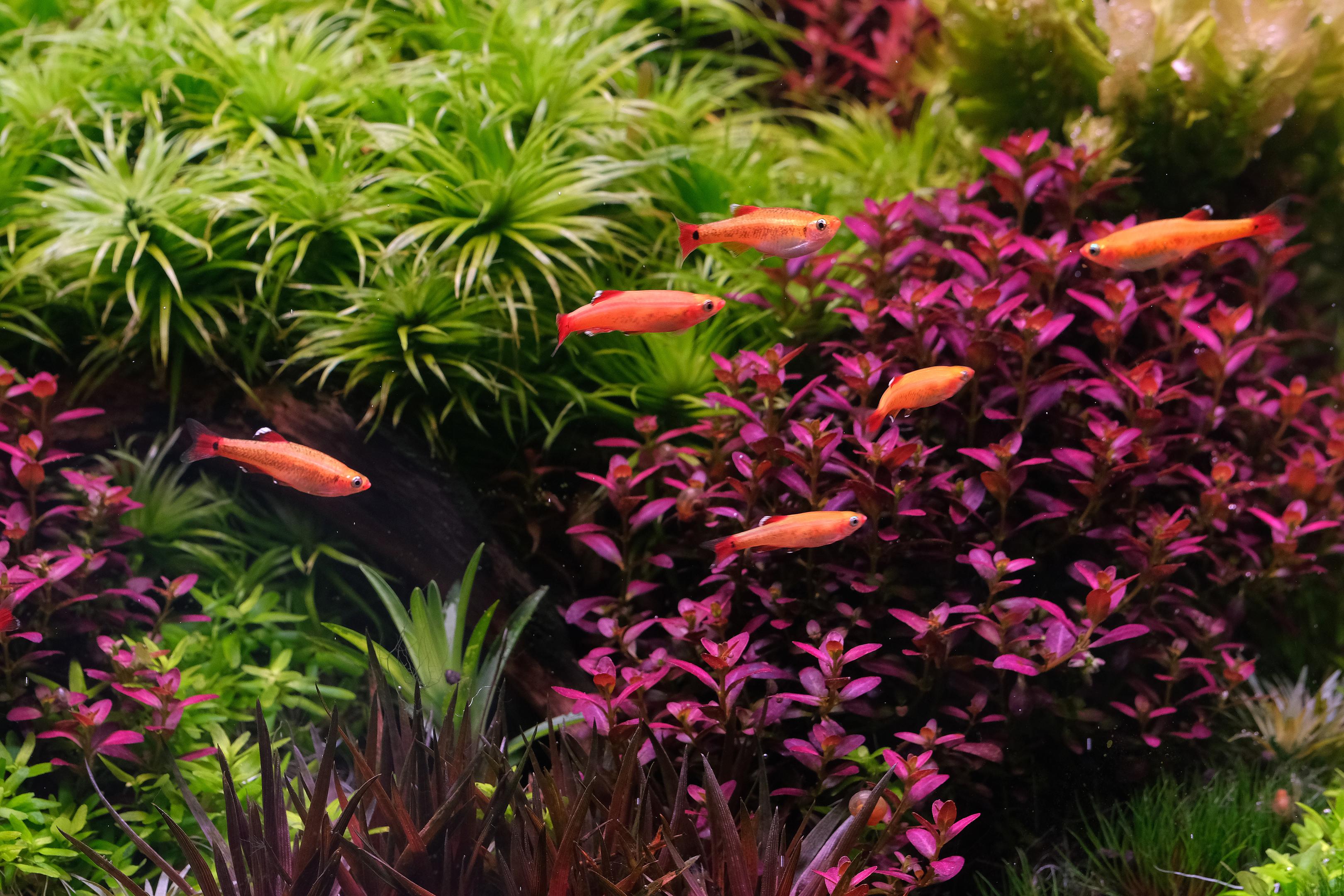 cloud mountain minnows (Tanichthys albonube) with Rotala 'Florida'.