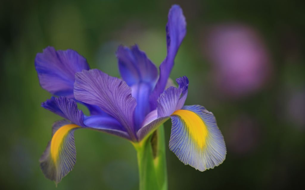 Dutch Iris