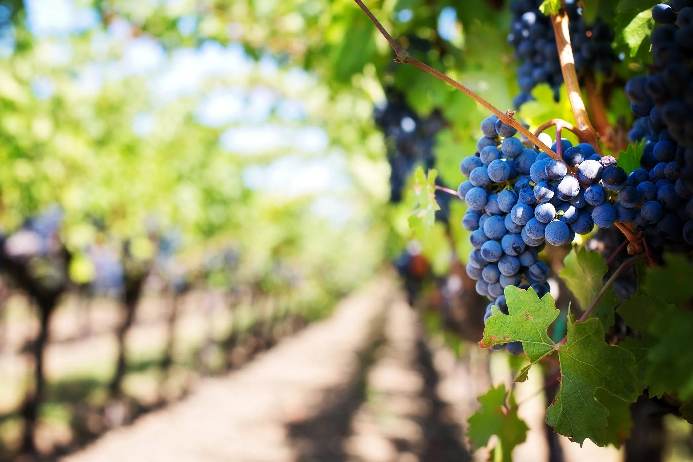 wine grapes, wine production, wine producers