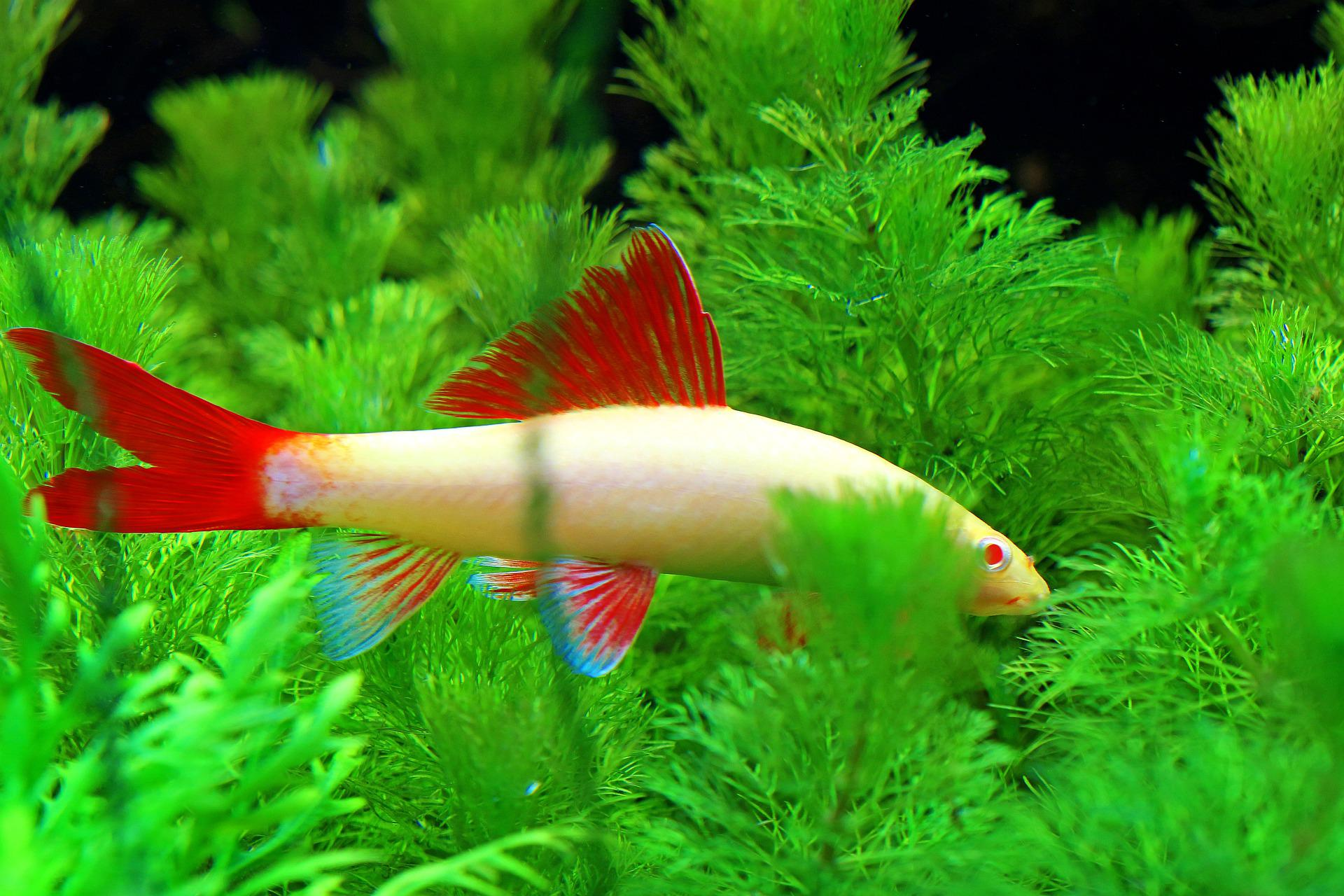 Freshwater rainbow hot sale shark