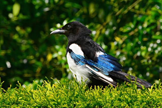 magpie, bird, animal