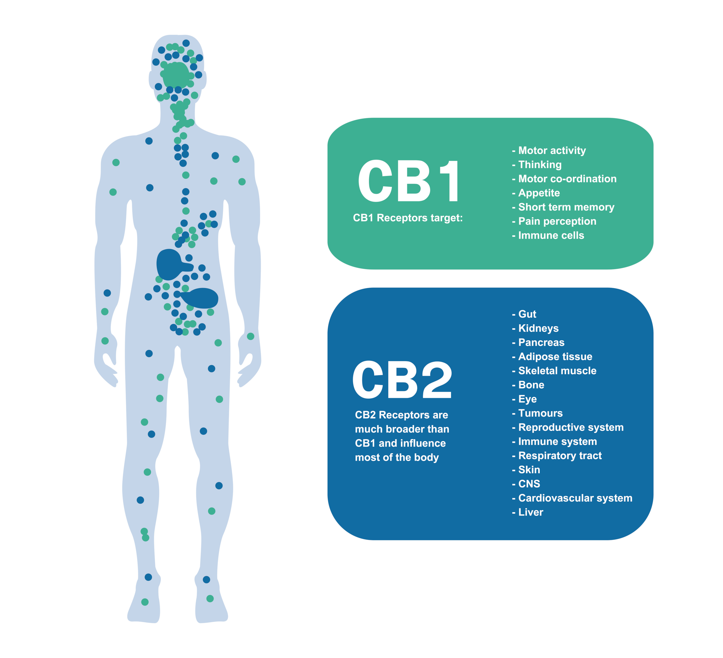The ECS is a complex system that every living organism has, and cannabis products may have positive interactions with this system.
