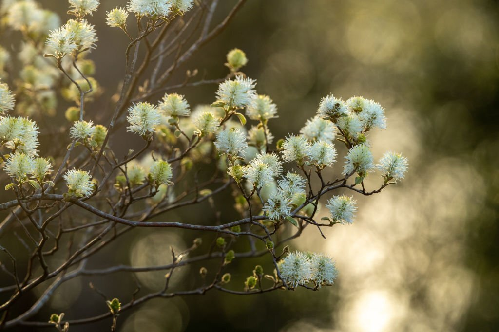 Large Fothergilla