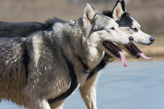 siberian husky, husky, dog