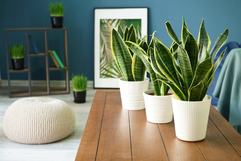 snake plant, healthy growth