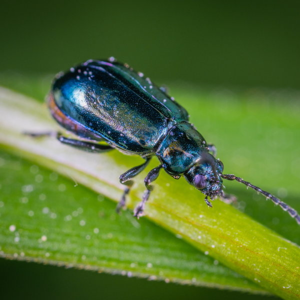 Deathwatch Beetle