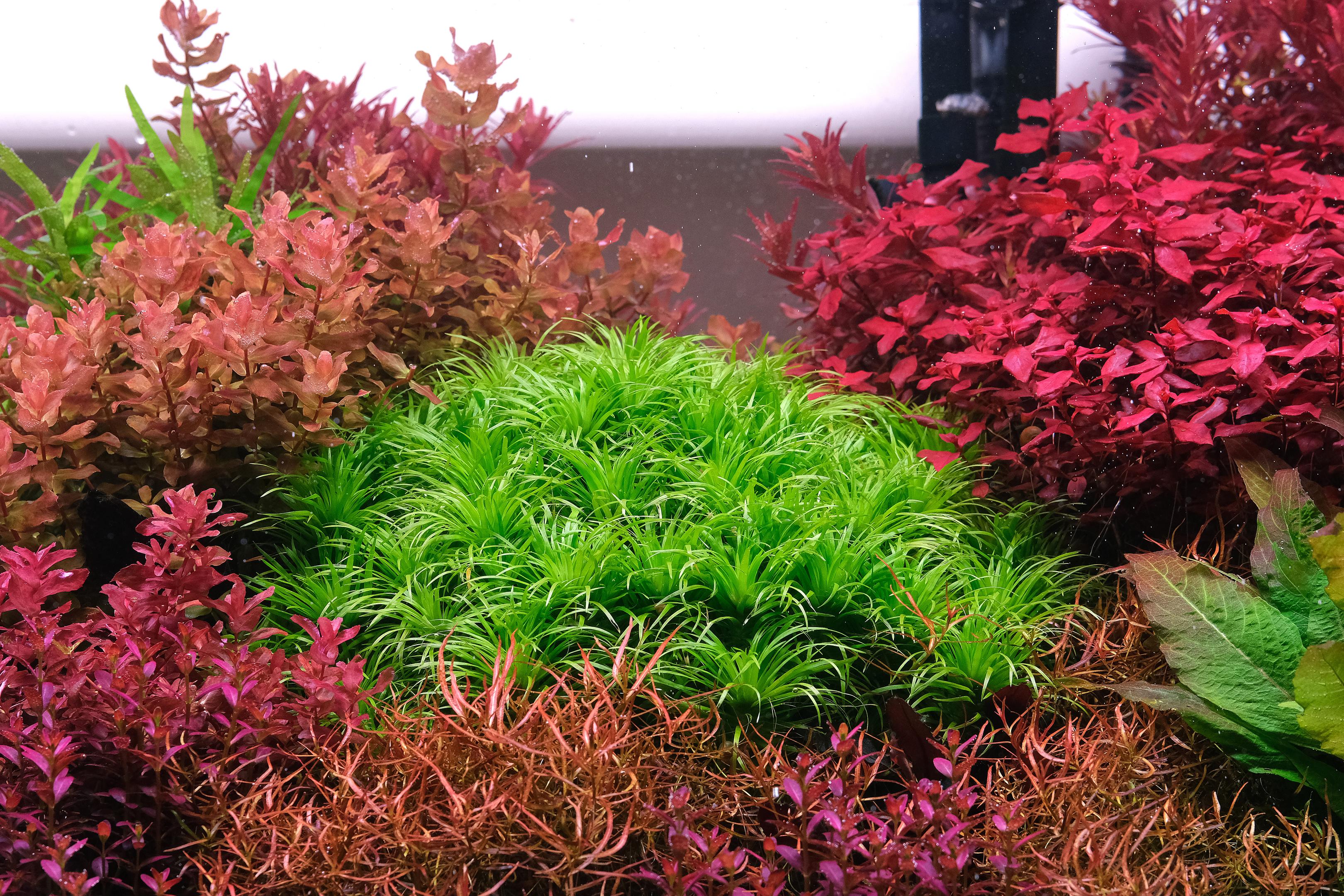 Dutch style aquarium featuring bright green Syngonanthus in the center