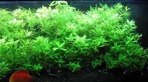 1 Easy to read Hygrophila polysperma overview | Honey Gourami