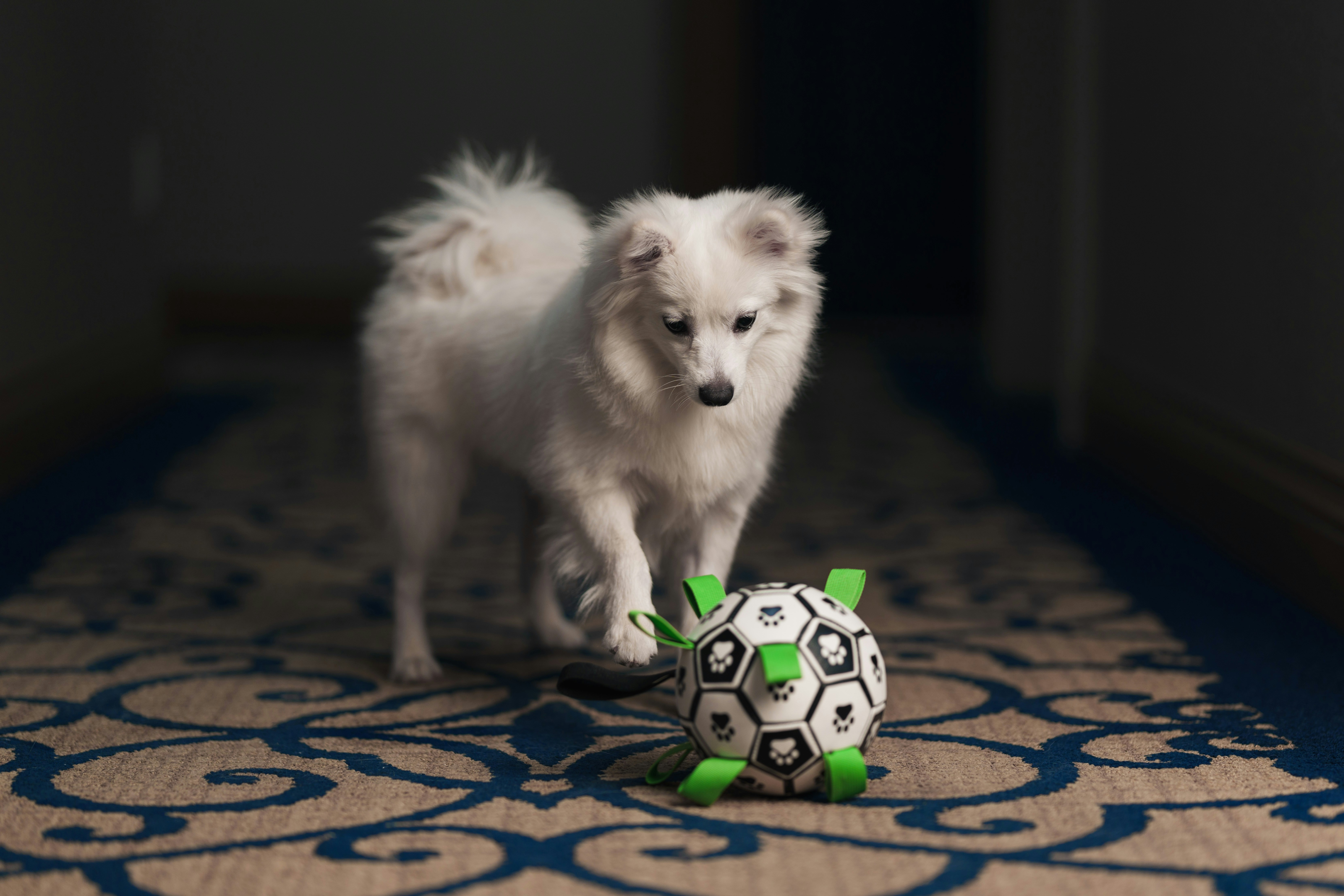 dog with ball