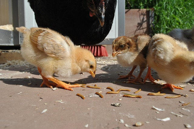 chicken, chick, offspring, chicks eat mealworms, meal worm