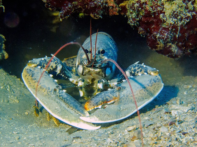 lobster, dive, croatia