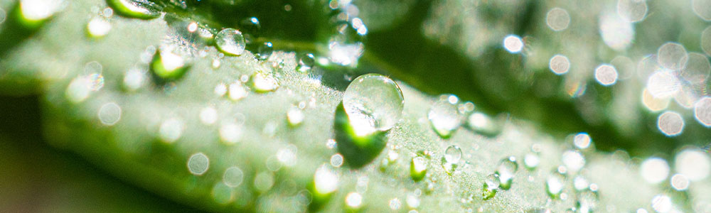 Small plants in natural sunlight with waterdrops