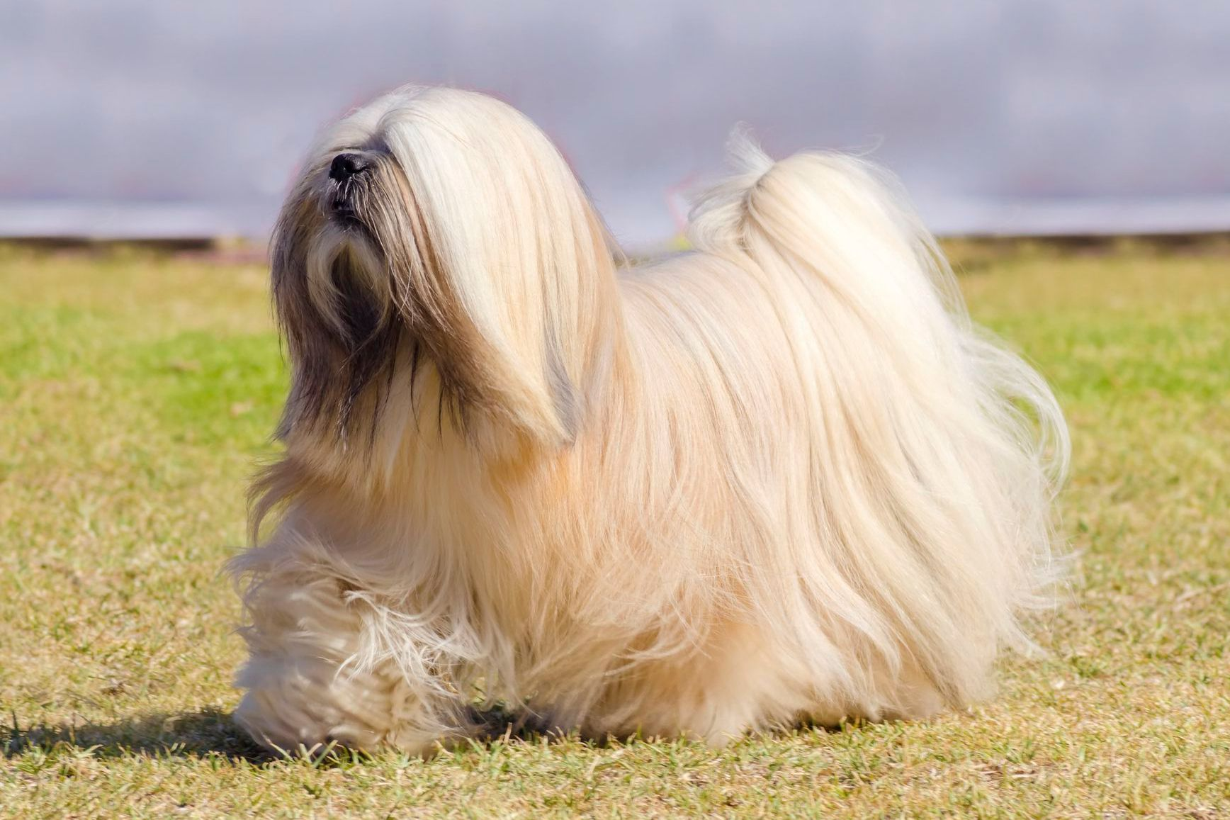 bark lion sentinel dog, lhasa apso dog breed, national breed club