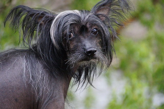 dog, naked, chinese crested dog