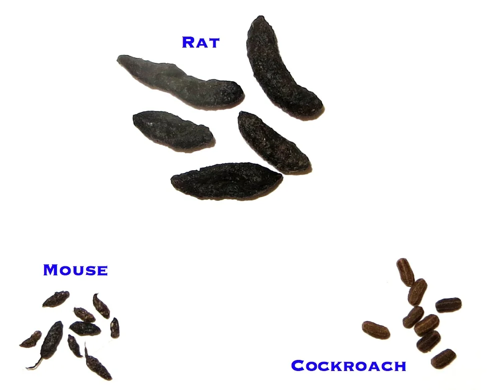 An image comparing the appearance of rat, mouse, and cockroach droppings.